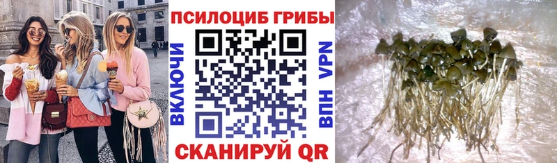 дарнет шоп  Дальнереченск  Псилоцибиновые грибы GOLDEN TEACHER 